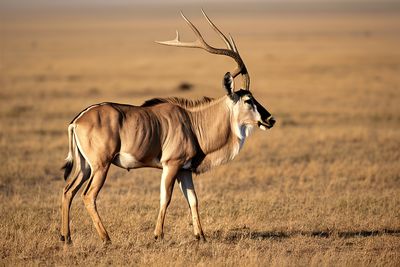 Deer standing on field