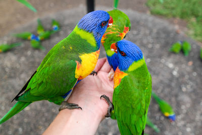 Cropped image of hand feeding rainbow lorikeets