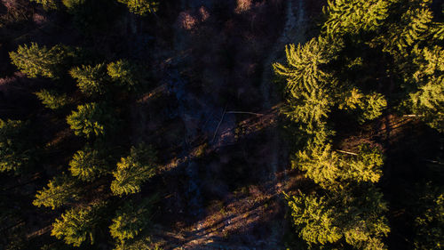 Trees in forest against sky