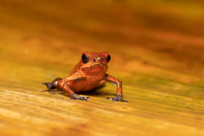 Close-up of frog on wood