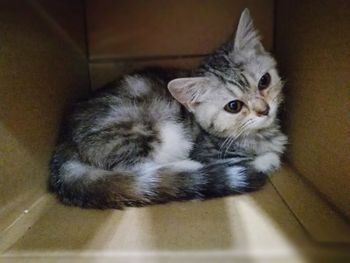 High angle view of cat sleeping on floor