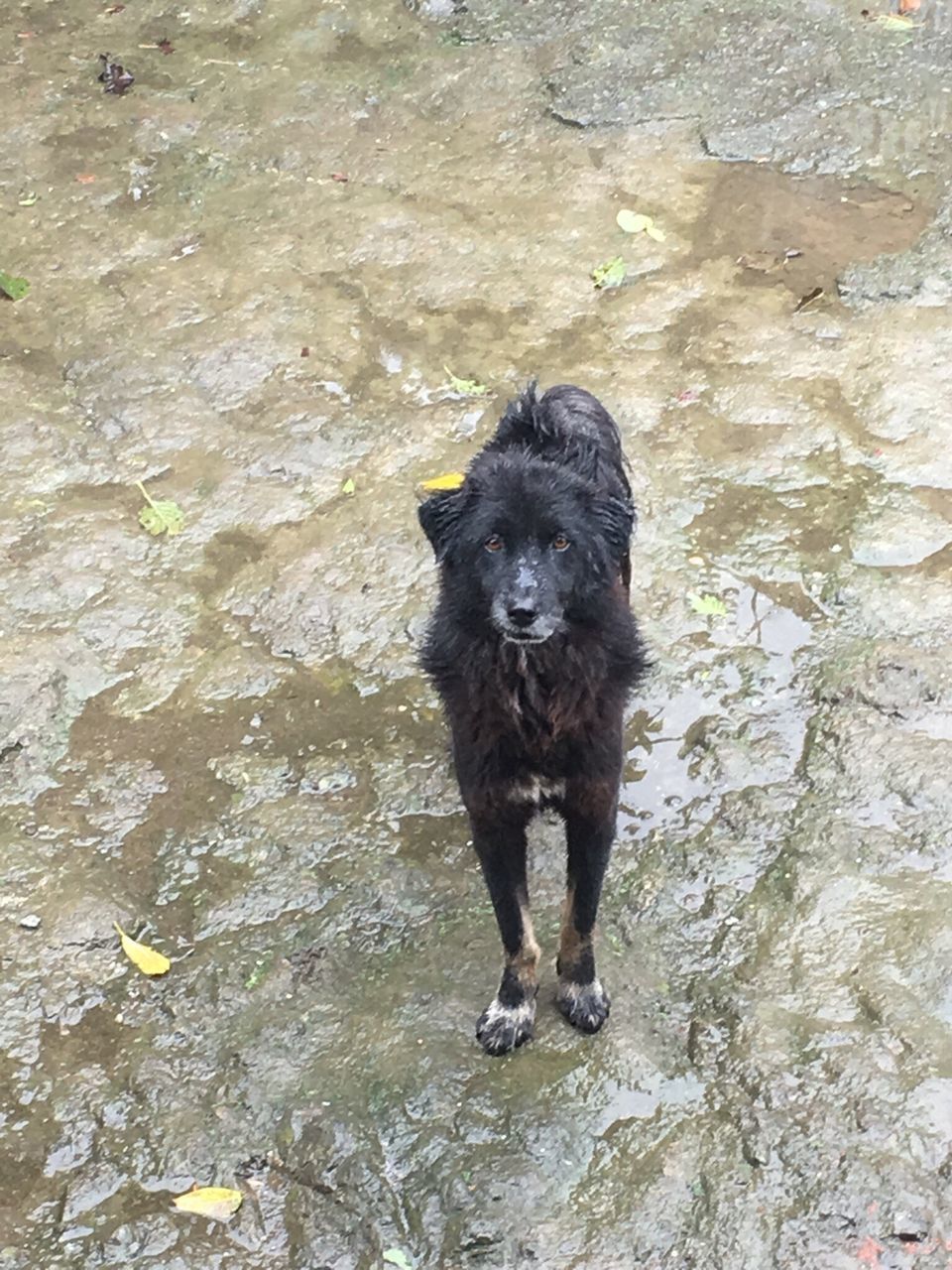 PORTRAIT OF WET DOG ON WATER