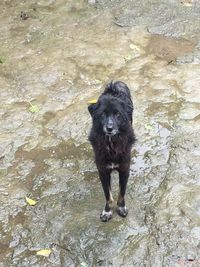 Portrait of wet dog