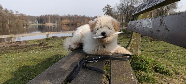 Dog standing on grass by lake against sky