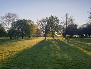 Trees on field against sky