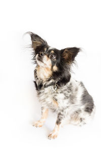 Portrait of a dog over white background