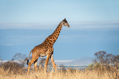 Giraffe in a field