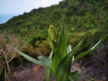 Close-up of snail on plant