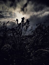 Silhouette of trees at dusk