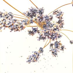 Close-up of bee pollinating flower