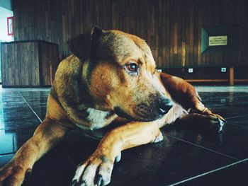 Portrait of dog sitting at home