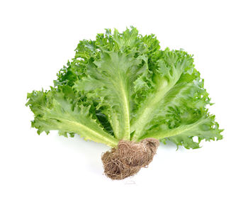 Close-up of leaf against white background