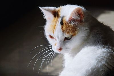 Close-up of cat looking away