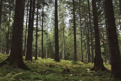 Trees in forest