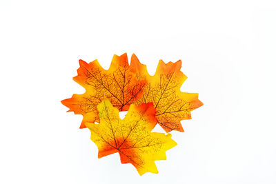 Close-up of maple leaf against white background