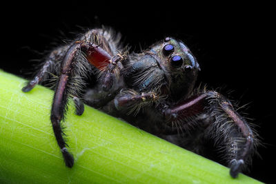 Close-up of spider
