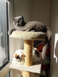 Two cats sleeping in a home