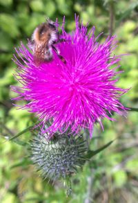 Close-up of bee on purple flower