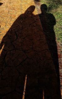 High angle view of shadow on tree