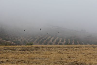 Birds flying over landscape against sky