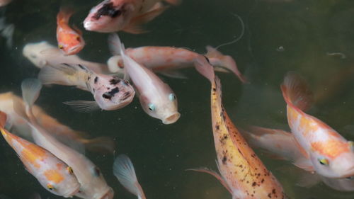 View of fish swimming in pond