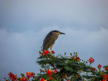 Low angle view of bird perching on flower against sky