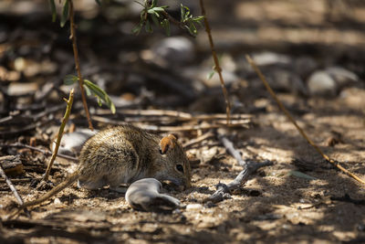 Close-up of squirrel