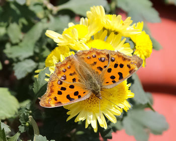 Close-up of butterfly pollinating flower