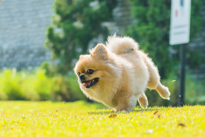 Dog looking away on field