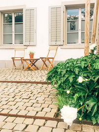 Potted plant on window of building