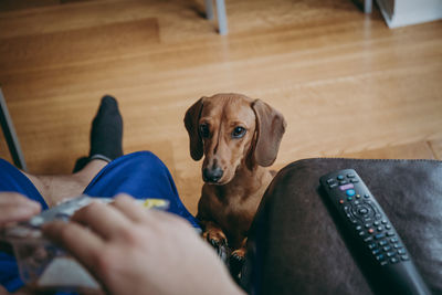 Portrait of dog looking at camera