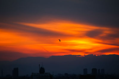 Silhouette birds flying against orange sky