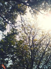 Low angle view of trees against sky on sunny day