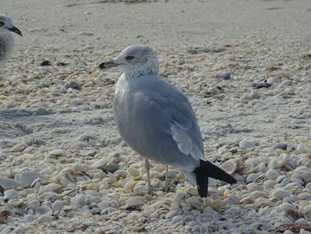 Close-up of seagull perching on land