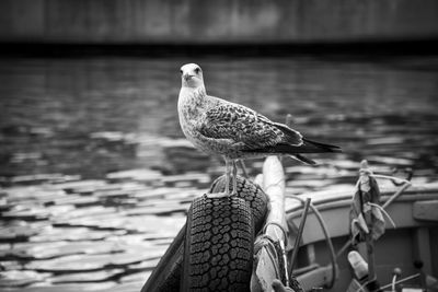 Seagull perching on a boat