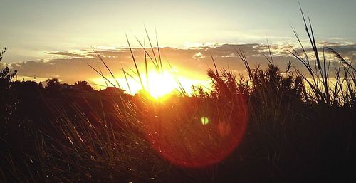 Sun shining through trees