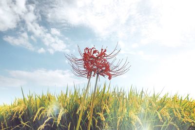 Low angle view of plant on field against sky