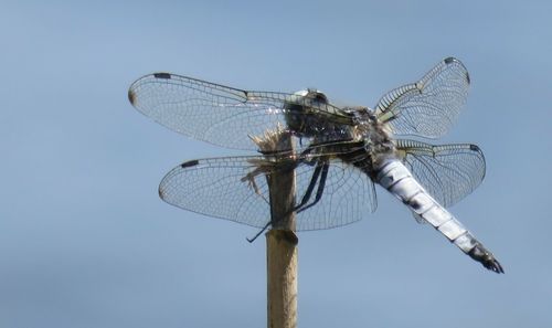 Low angle view of dragonfly against sky