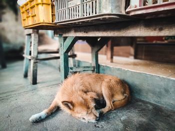 Dog sleeping on footpath