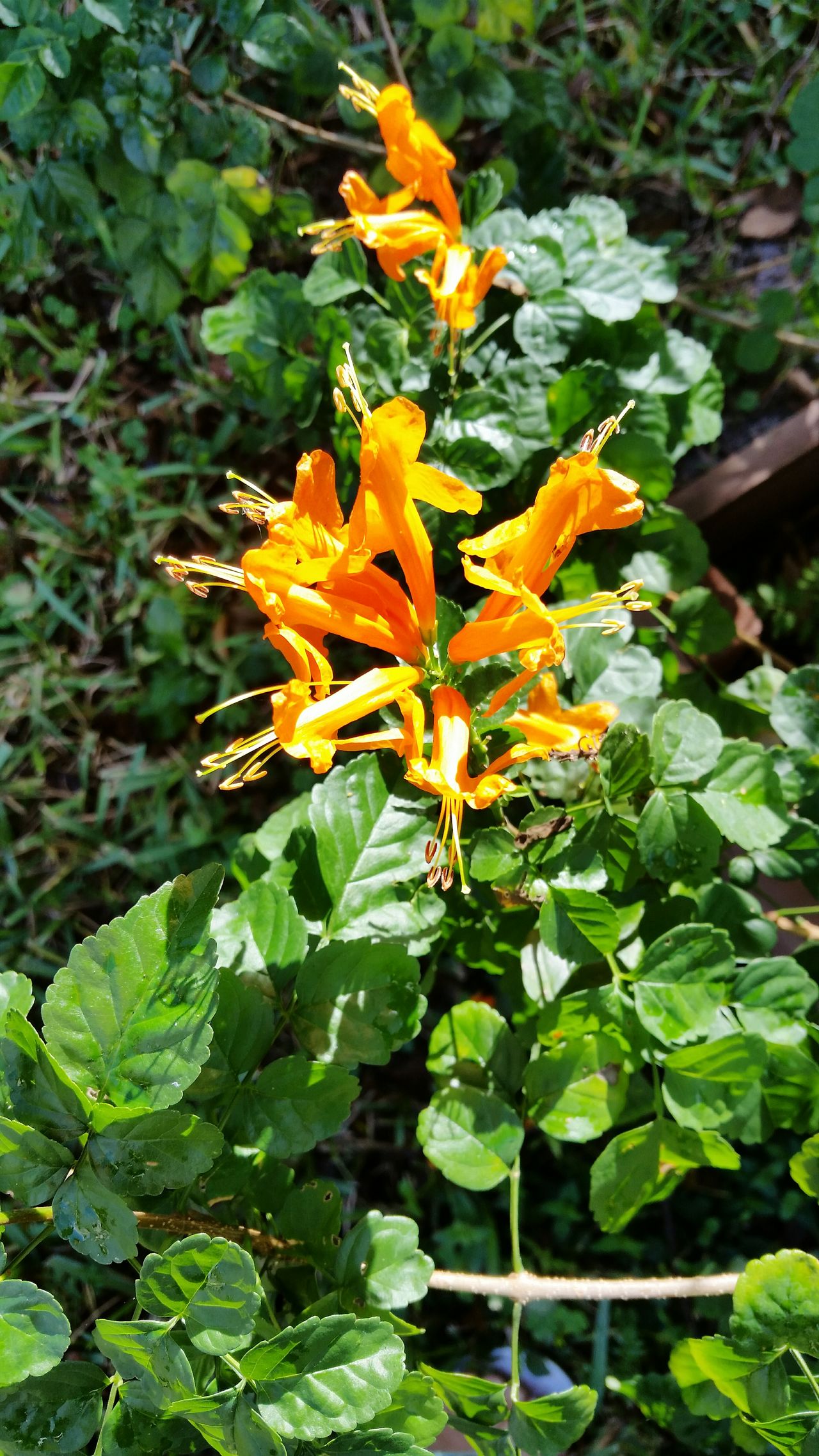 Orange honeysuckle