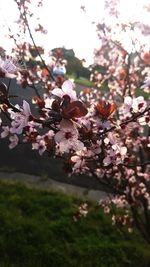 Close-up of cherry blossoms