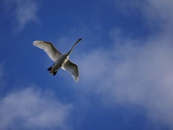 Low angle view of seagull flying in sky