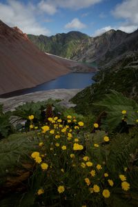 Yellow flowering plants by mountains against sky