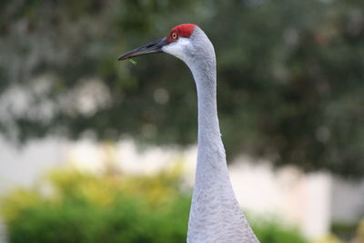 Close-up of bird against blurred background