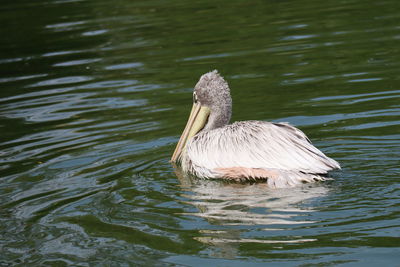 Duck swimming in lake