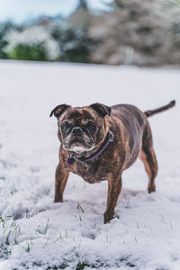 Portrait of dog in snow