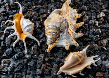 Close-up of seashells