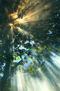 Low angle view of sunlight streaming through tree