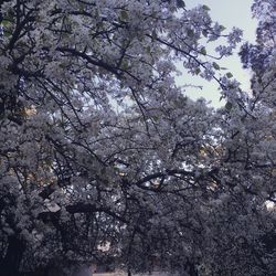 Low angle view of trees