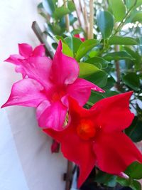 Close-up of pink hibiscus blooming outdoors